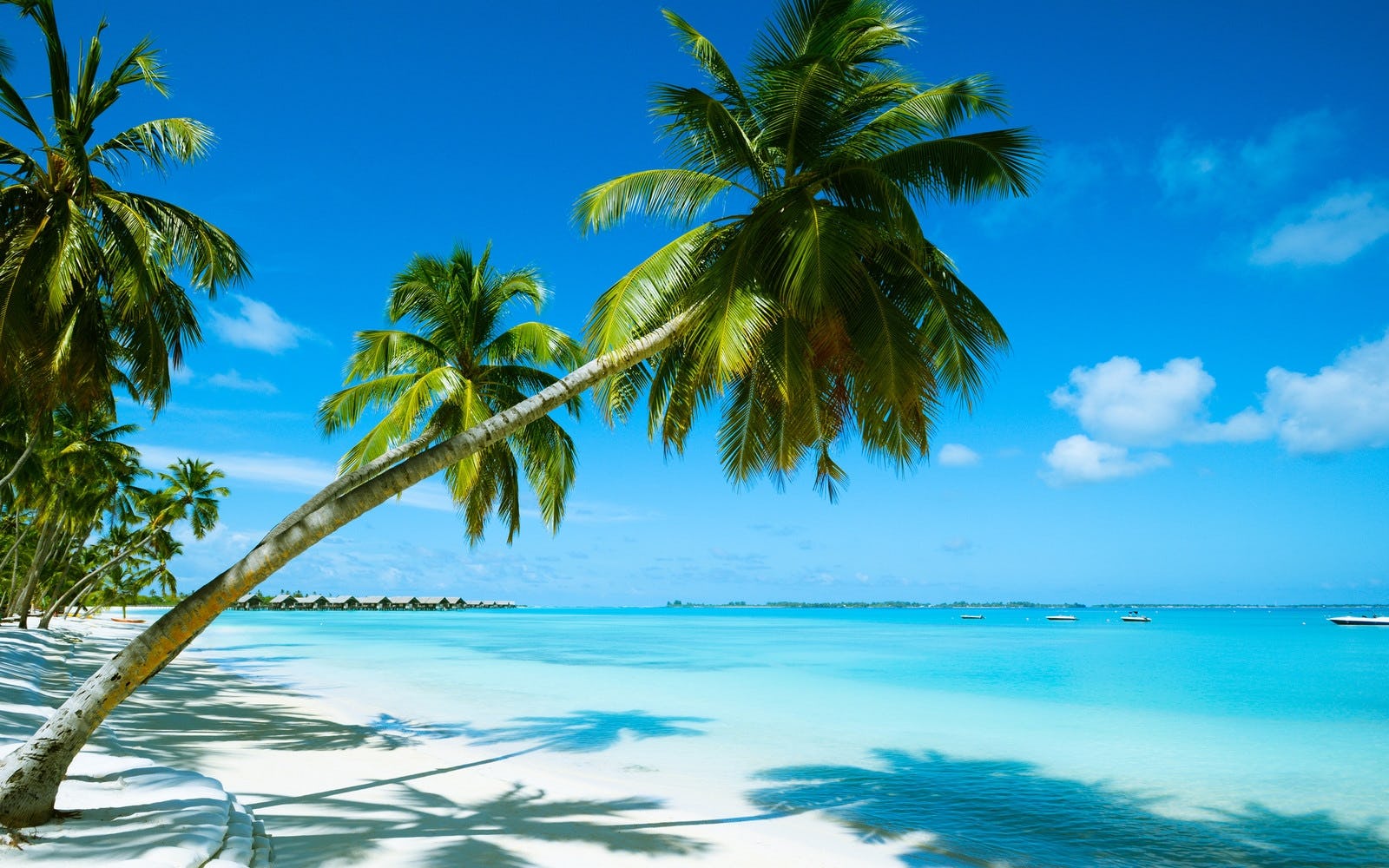 Anthony P Postiglione Jr